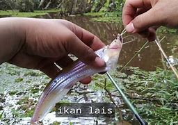 Cara Mancing Ikan